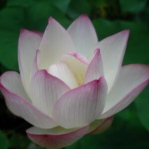 Nelumbo 'Chawan Basu'