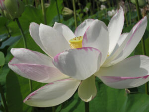 Nelumbo 'Alba Striata'