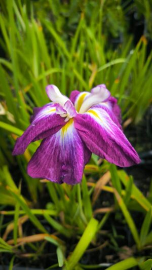 Iris ensata 'Maiko'