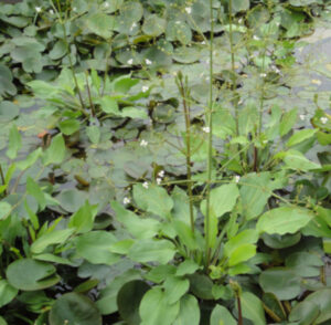 Alisma plantago-aquatica