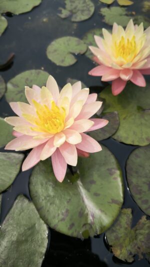 Nymphaea 'Barbara Dobbins'