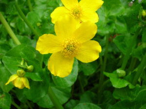 Caltha palustris