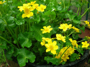 Caltha polypetala
