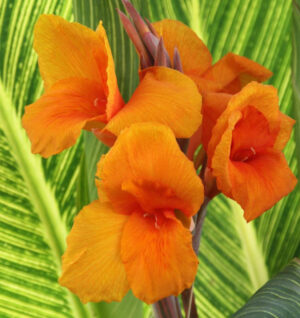 Canna 'Pretoria'