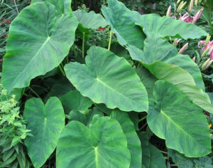 Colocasia esculenta