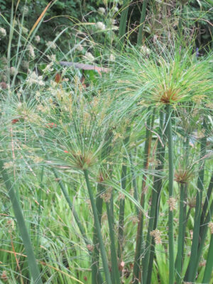 Cyperus papyrus