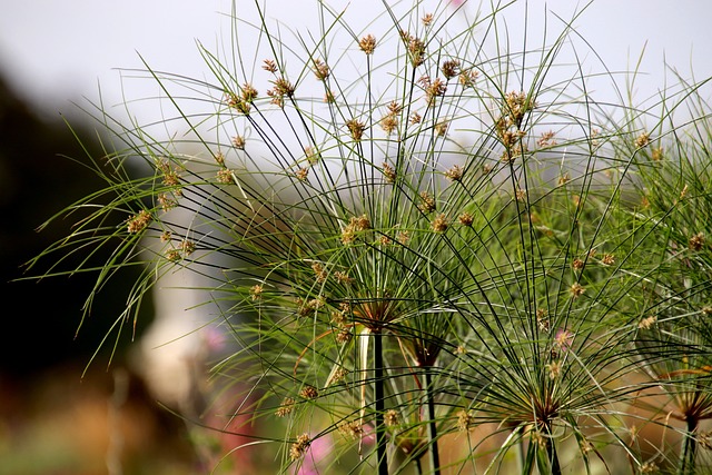 Cyperus papyrus - immagine 2