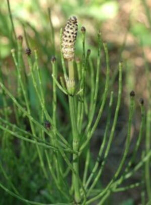 Equisetum palustris