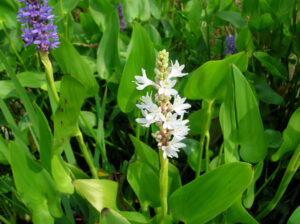 Pontederia cordata 'Alba'