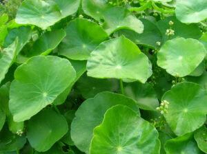 Hydrocotyle vulgaris