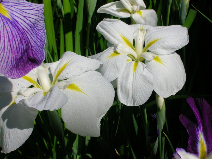 Iris ensata 'Apollo'