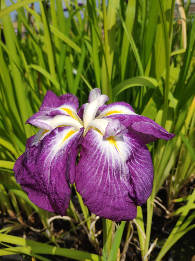 iris-ensata-maiko