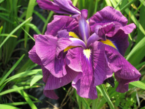 Iris ensata 'Purple Wave'