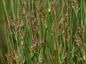 Juncus inflexus