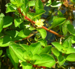 Ludwigia palustris
