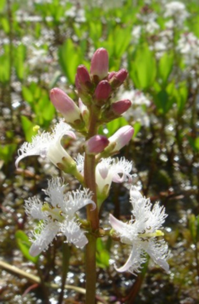 Menyanthes trifoliata - immagine 2
