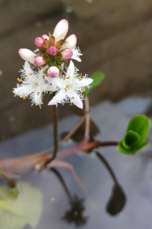 Menyanthes trifoliata