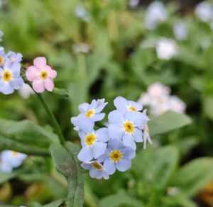 Myosotis scorpioides (sin. palustris)