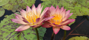 Nymphaea 'Albert Greenberg'