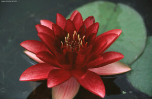 Nymphaea 'Almost Black'