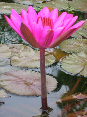 Nymphaea 'Antares'