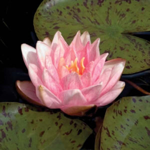 Nymphaea 'Berit Strawn'
