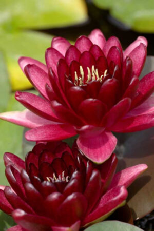 Nymphaea 'Black Princess'