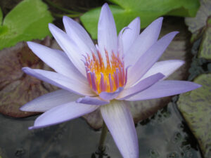 Nymphaea 'Blue Bop'