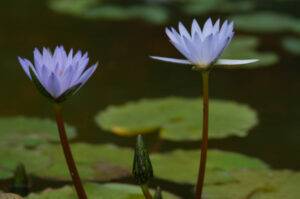 Nymphaea 'Blue Triumph'