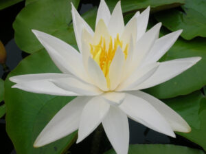 Nymphaea 'Caroliniana Nivea'