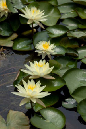 Nymphaea 'Charlene Strawn'