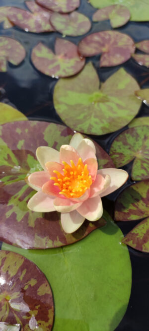 Nymphaea 'Chrysantha'
