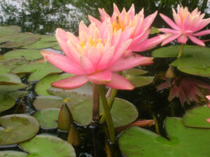 Nymphaea 'Colorado'