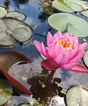 Nymphaea 'Firecrest'