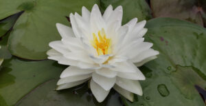 Nymphaea 'Gonnere'