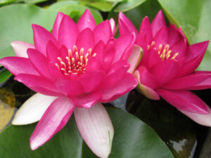 Nymphaea 'Liou'
