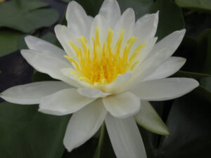 Nymphaea 'Marliacea Albida'