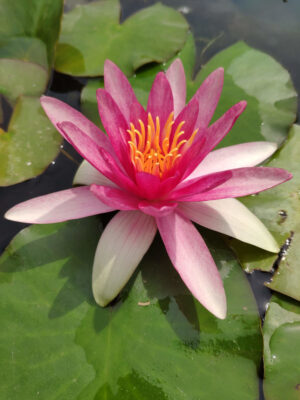 Nymphaea 'Newton'