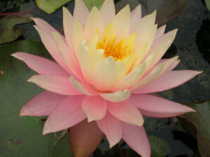 Nymphaea 'Peaches and Cream'