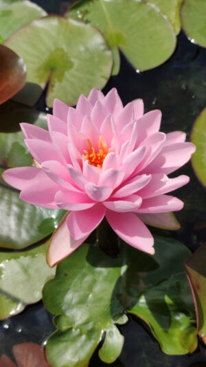 Nymphaea 'Peter Slocum'