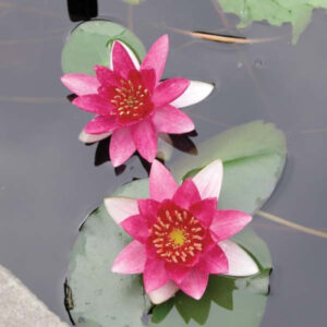 Nymphaea pygmaea 'Rubra'
