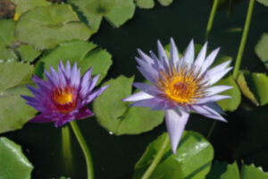 Nymphaea 'Ronda Kay'