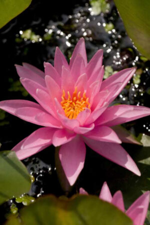 Nymphaea 'Rose Arey'