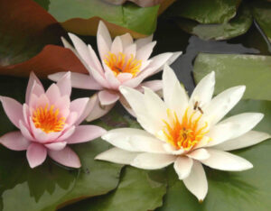 Nymphaea 'Rosennymphe'