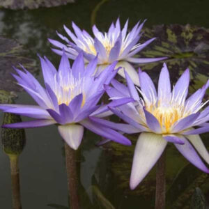 Nymphaea 'Star of Siam'