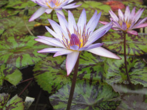 Nymphaea 'Tanglewood Blue'