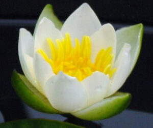 Nymphaea 'Tetragona'