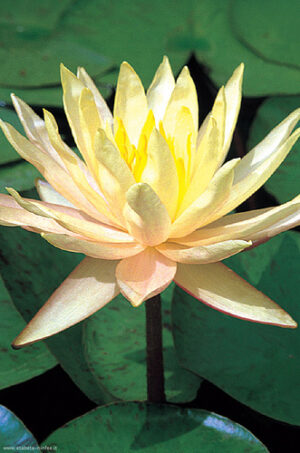 Nymphaea 'Texas Dawn'