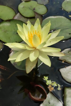Nymphaea odorata 'Sulphurea'