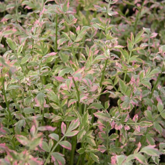 Oenanthe javanica 'Flamingo'